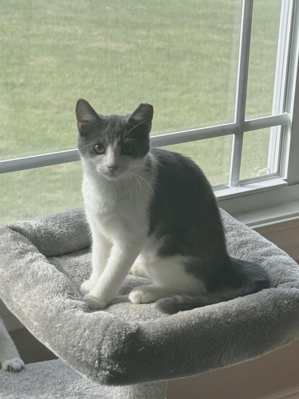 Enlarge Helen, a Adopted Domestic Short Hair in Medina, OH image 4/6
