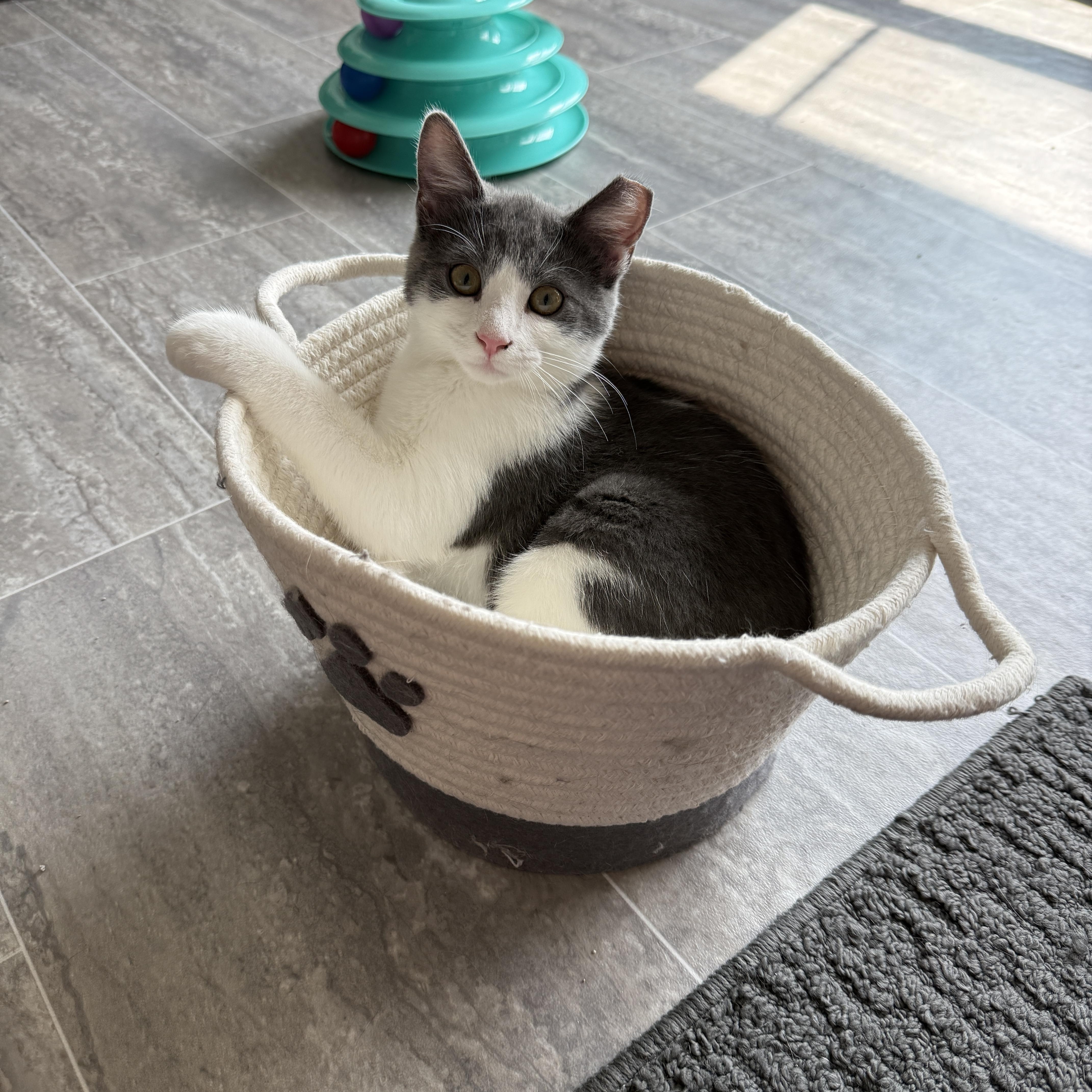Enlarge Helen, a Adopted Domestic Short Hair in Medina, OH image 2/6