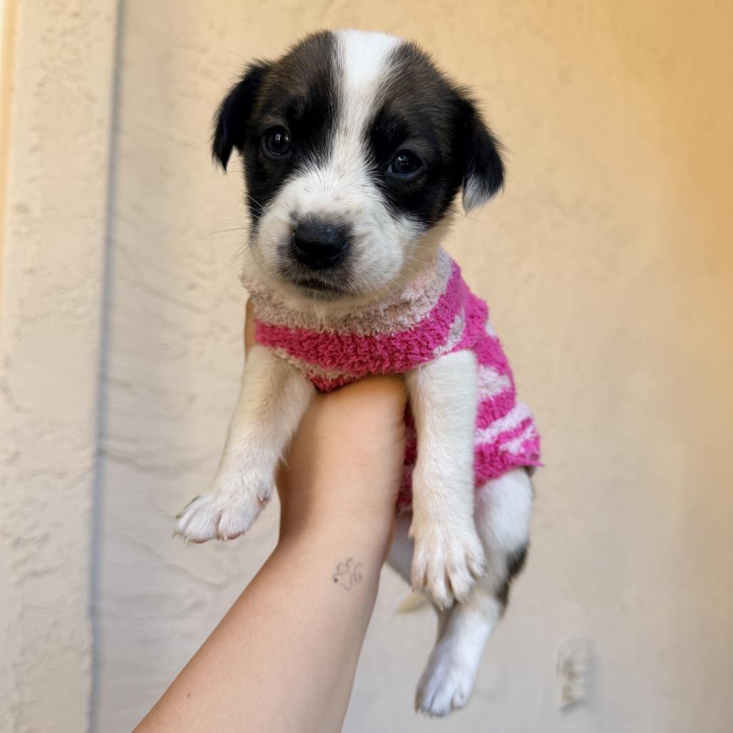 Dasher, Adoptable, Puppy Female Mixed Breed.