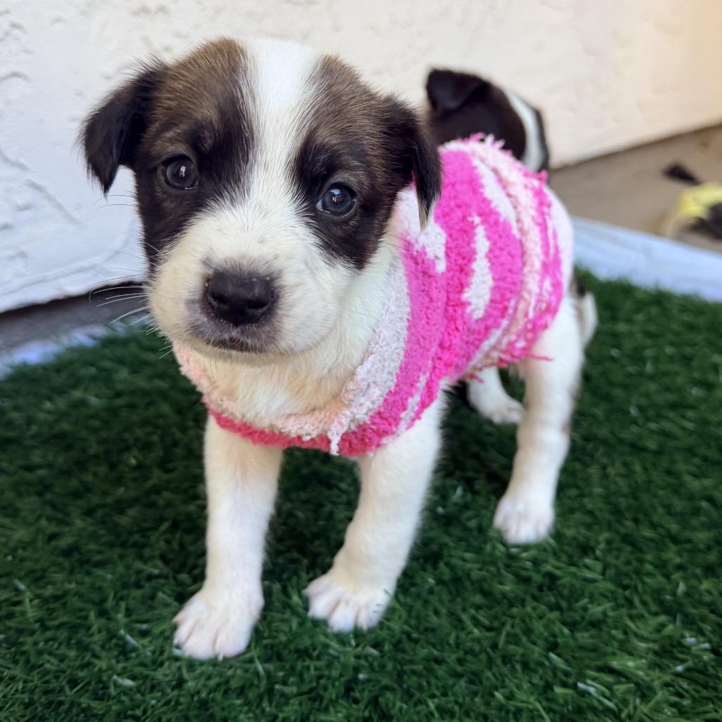 Enlarge Dasher, a Adoptable Mixed Breed in San Diego, CA image 1/1
