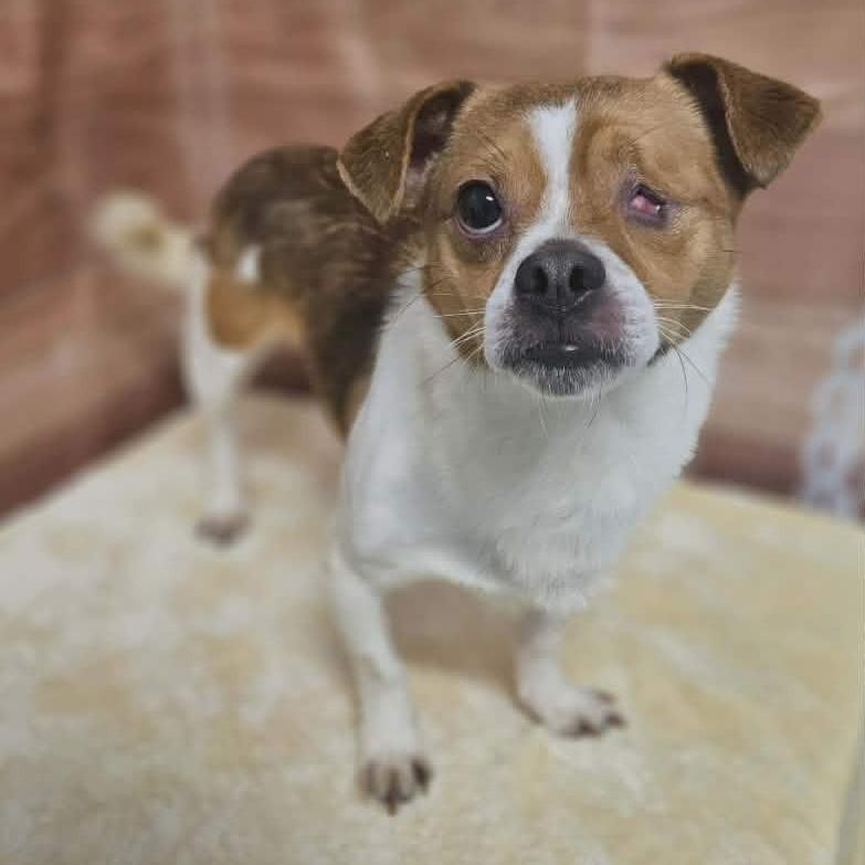 Carson, Adoptable, Adult Male Chihuahua & Mixed Breed.