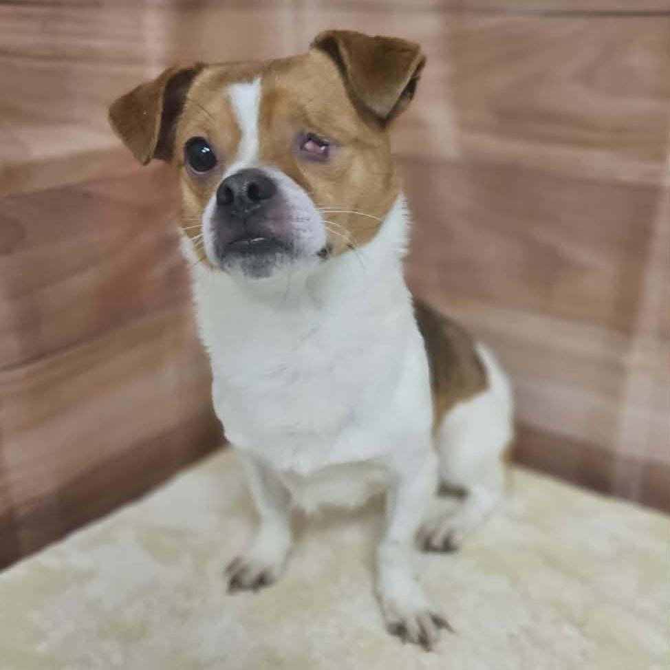 Carson, a Adoptable mixed breed in Griswold, CT image 2/2