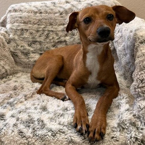 Vixen, ADOPTABLE, Young Female Terrier.