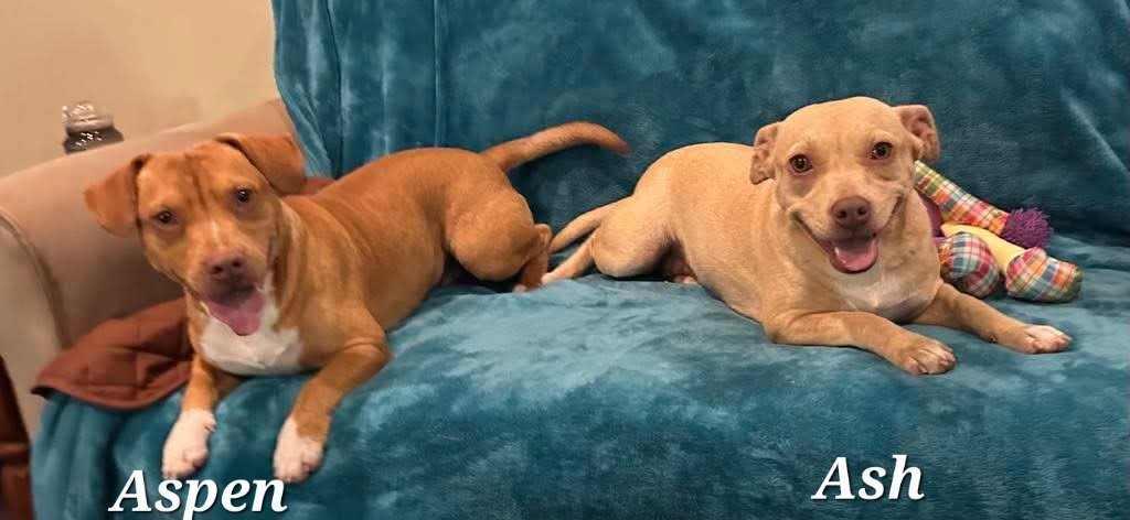 Ash, Adoptable, Adult Female Pit Bull Terrier.