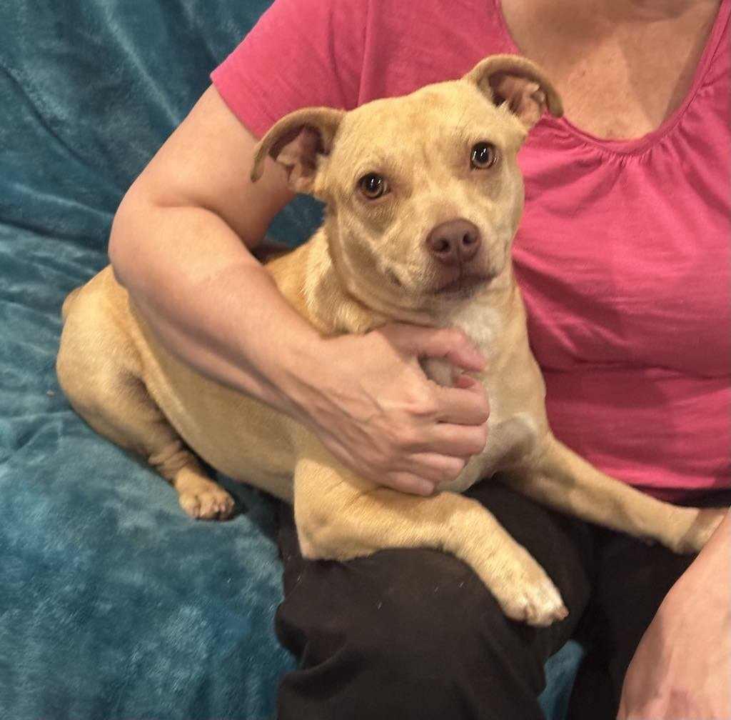 Enlarge Ash, a Adoptable Pit Bull Terrier in Sylacauga, AL image 3/5