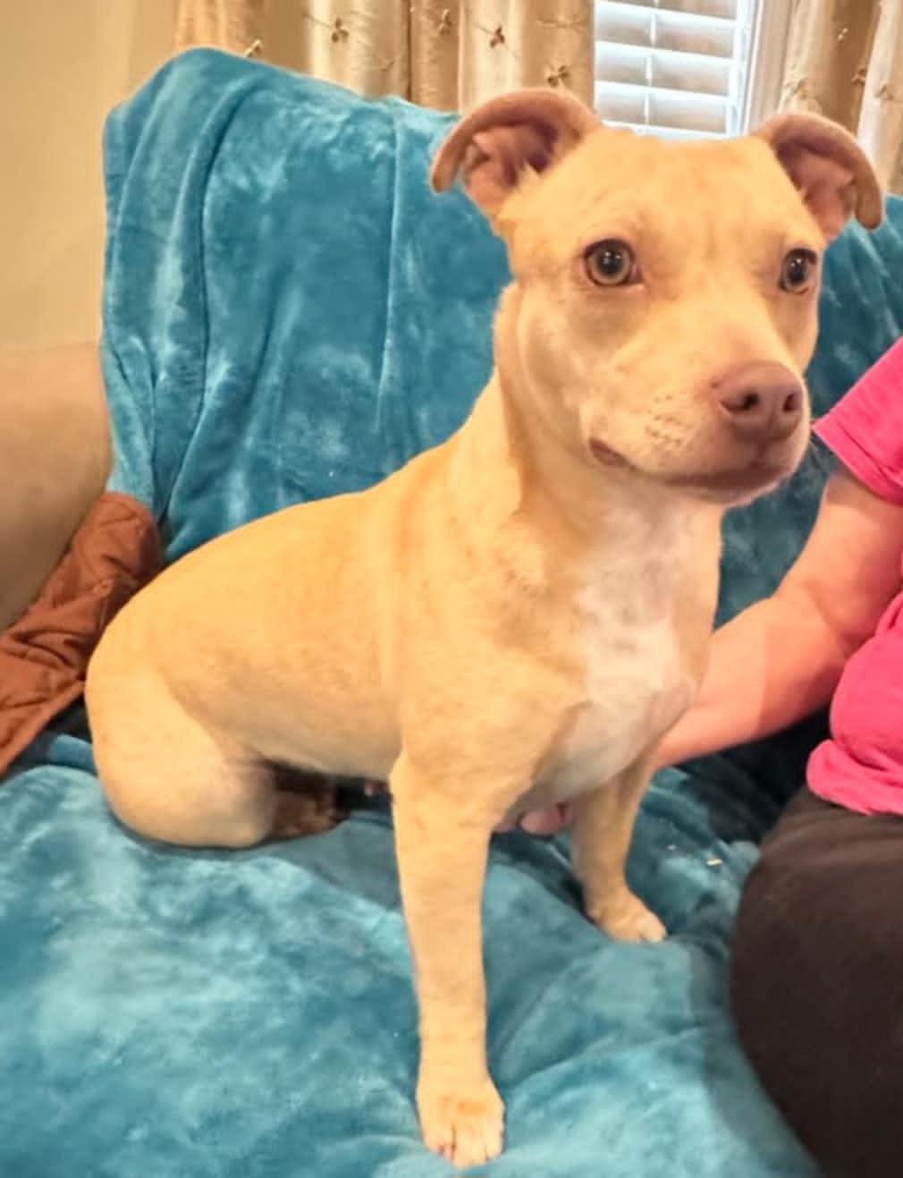 Enlarge Ash, a Adoptable Pit Bull Terrier in Sylacauga, AL image 4/5