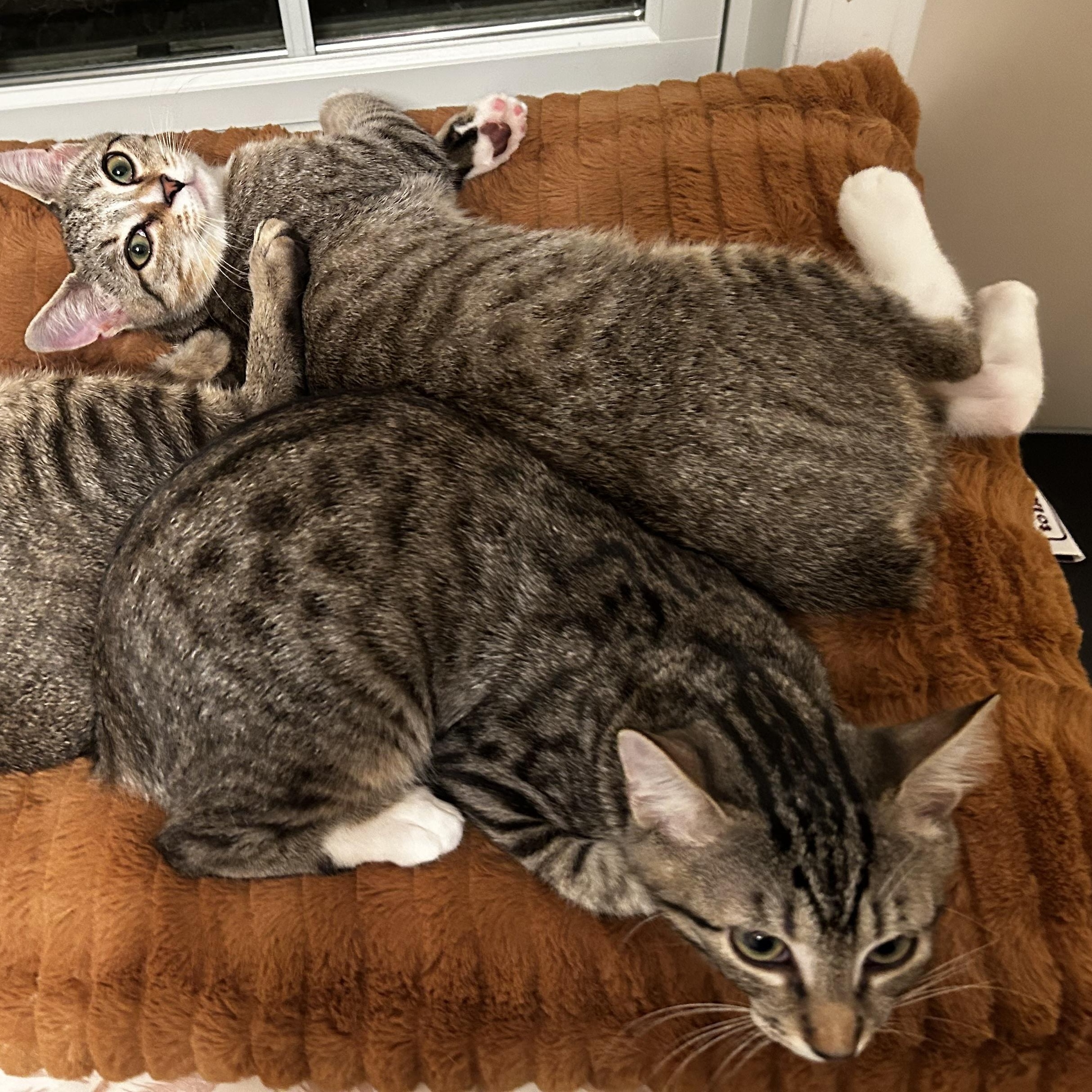 Shaw & Hobbs, Adoptable, Kitten Male Manx.