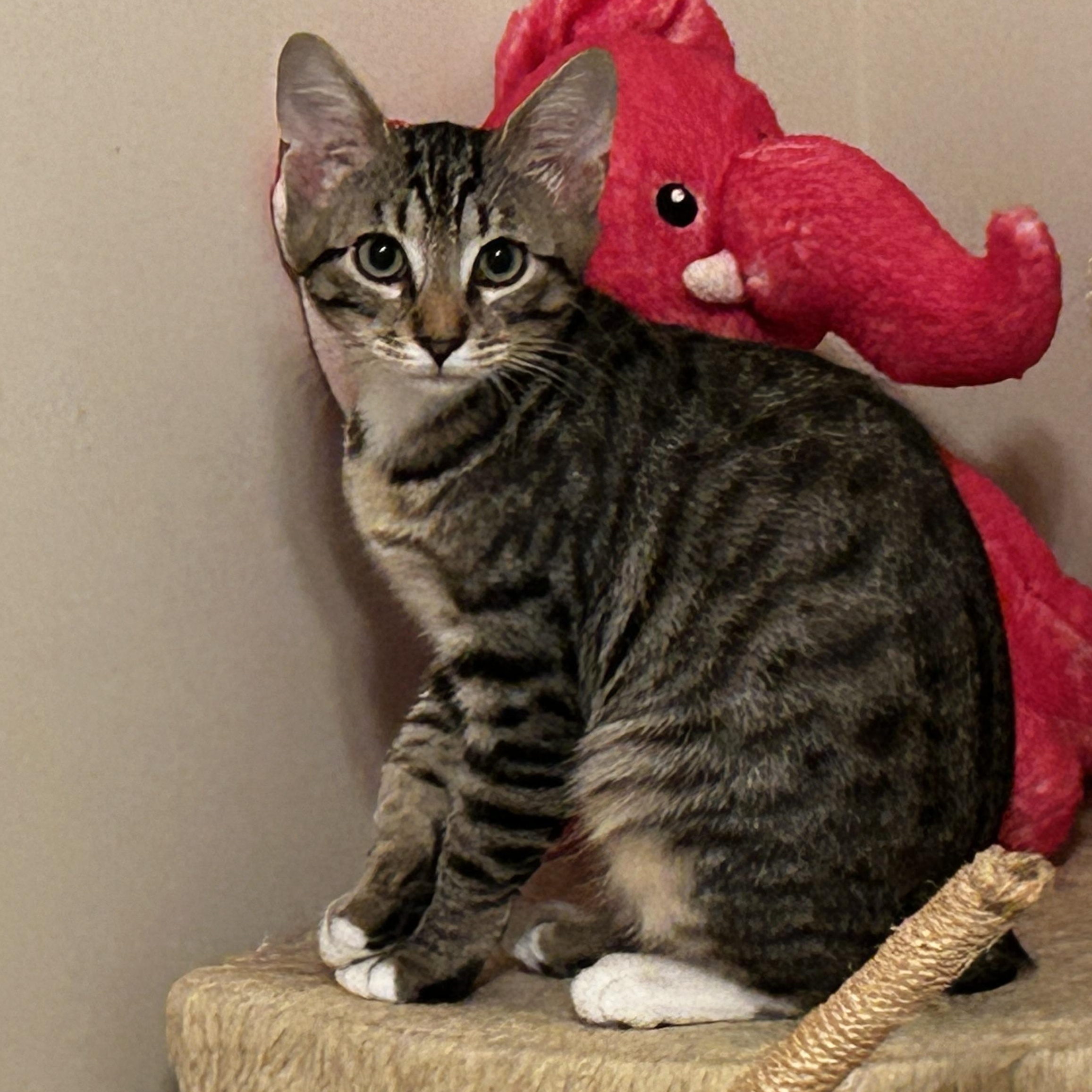 Shaw & Hobbs, a Adoptable Manx in Winston-Salem, NC image 4/5