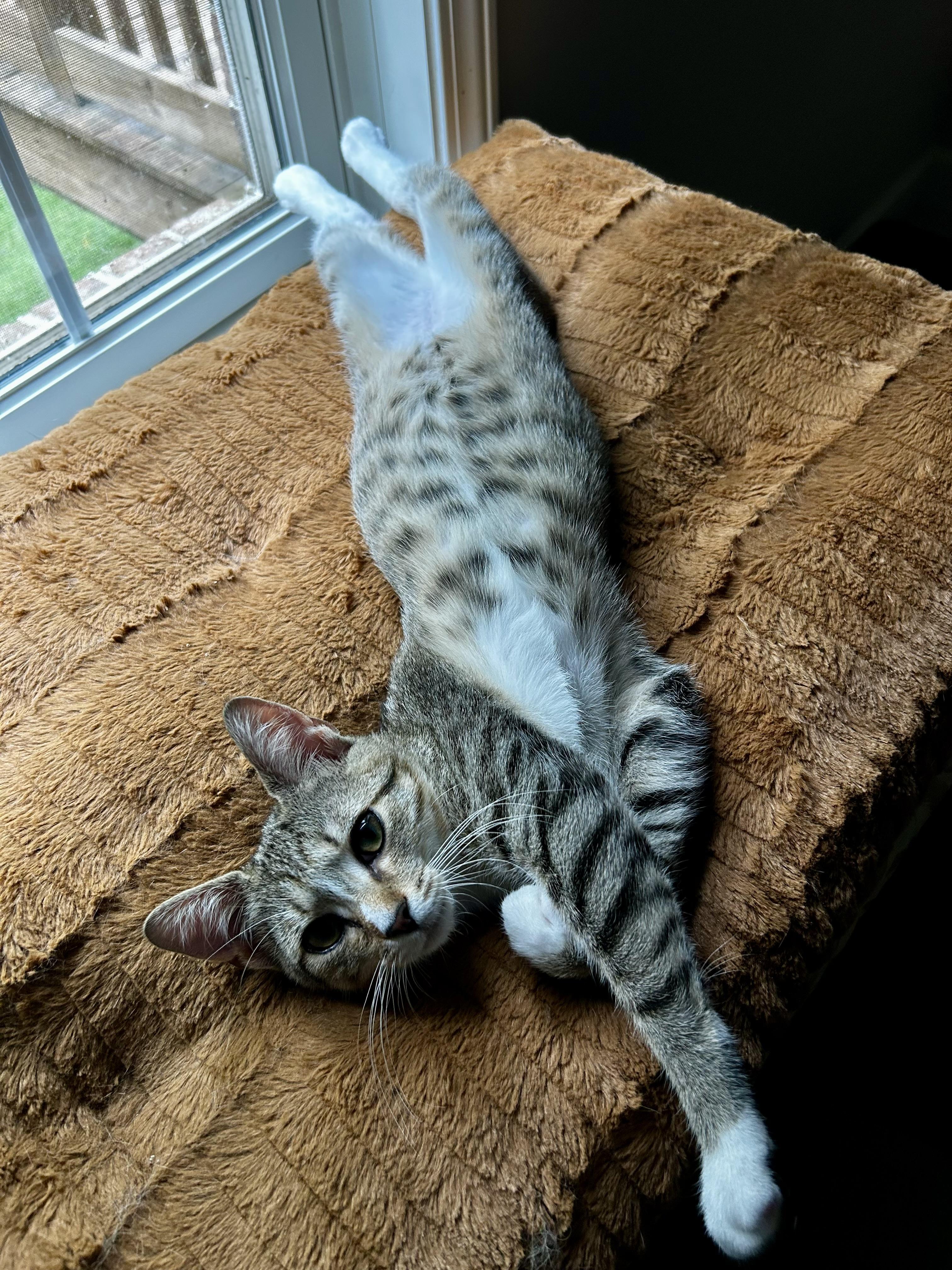 Shaw & Hobbs, a Adoptable Manx in Winston-Salem, NC image 3/5