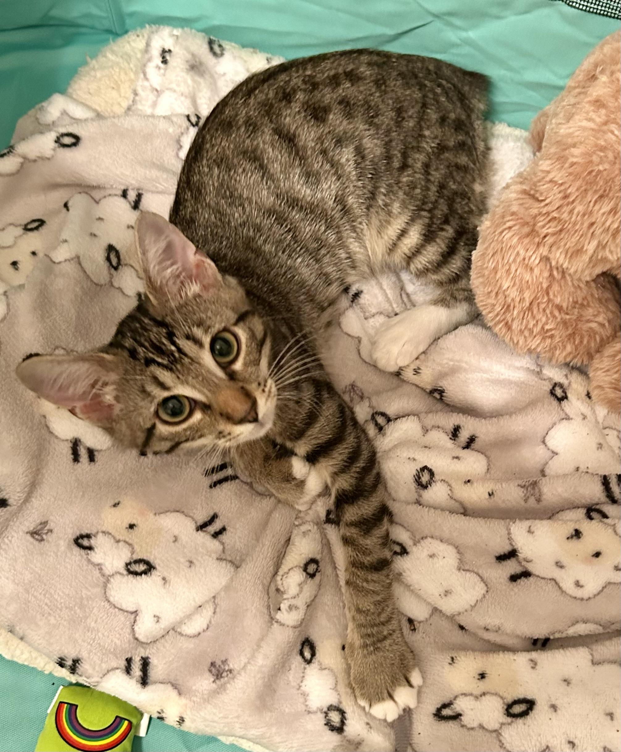 Shaw & Hobbs, a Adoptable Manx in Winston-Salem, NC image 2/5