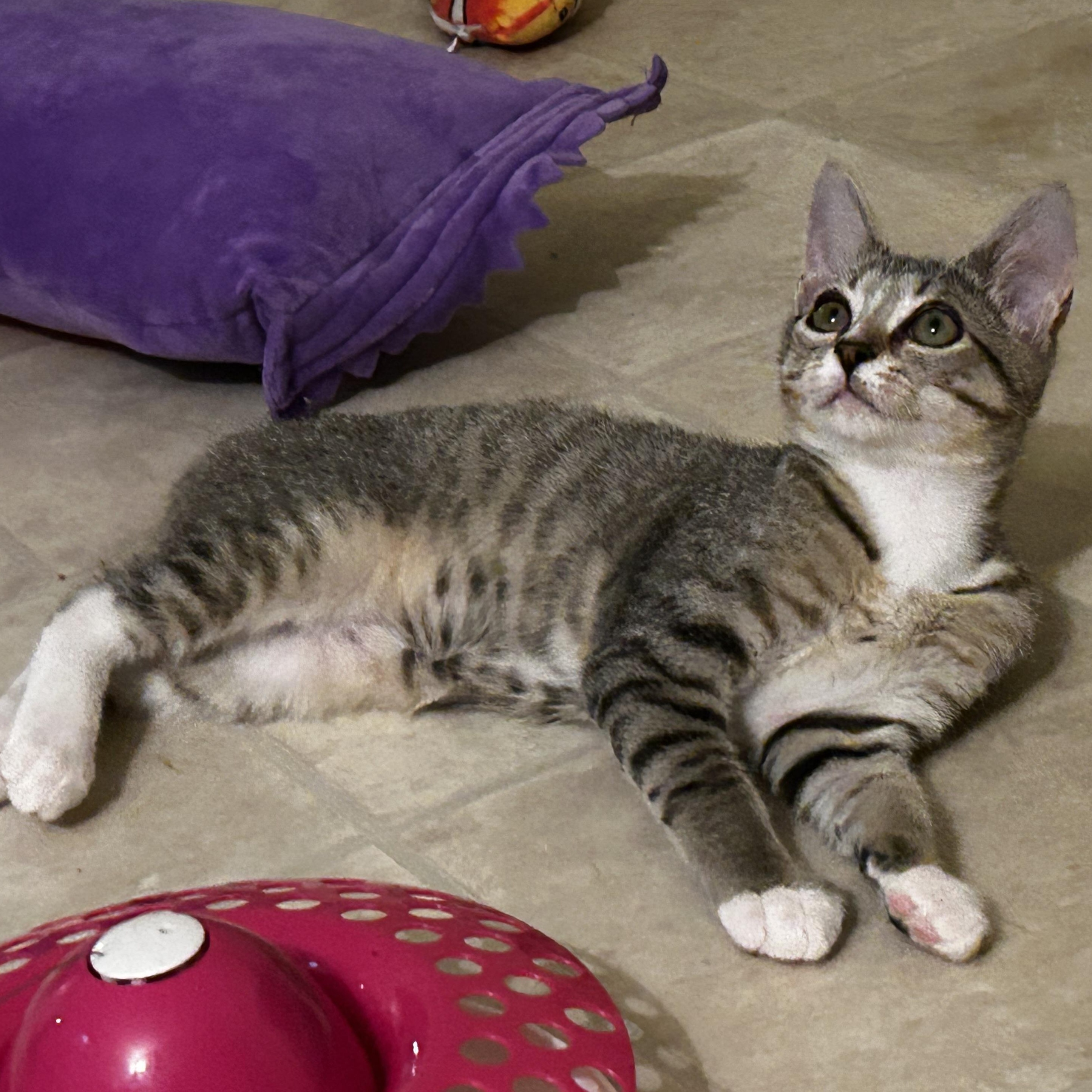 Shaw & Hobbs, a Adoptable Manx in Winston-Salem, NC image 5/5