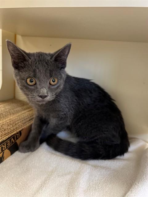 SMOKEY, Adoptable, Young Male Domestic Short Hair.