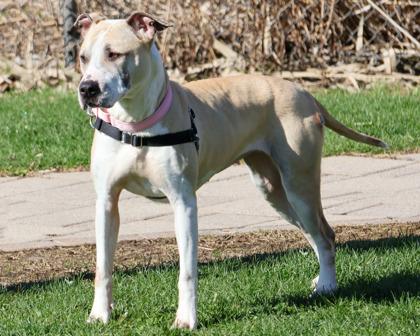 Nova, Adoptable, Adult Female Pit Bull Terrier & Mixed Breed.