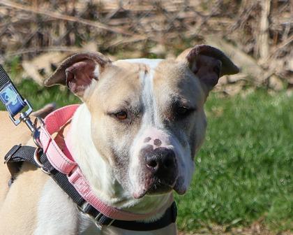 Enlarge Nova, a Adoptable mixed breed in West Seneca, NY image 2/3