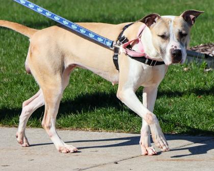 Enlarge Nova, a Adoptable mixed breed in West Seneca, NY image 3/3