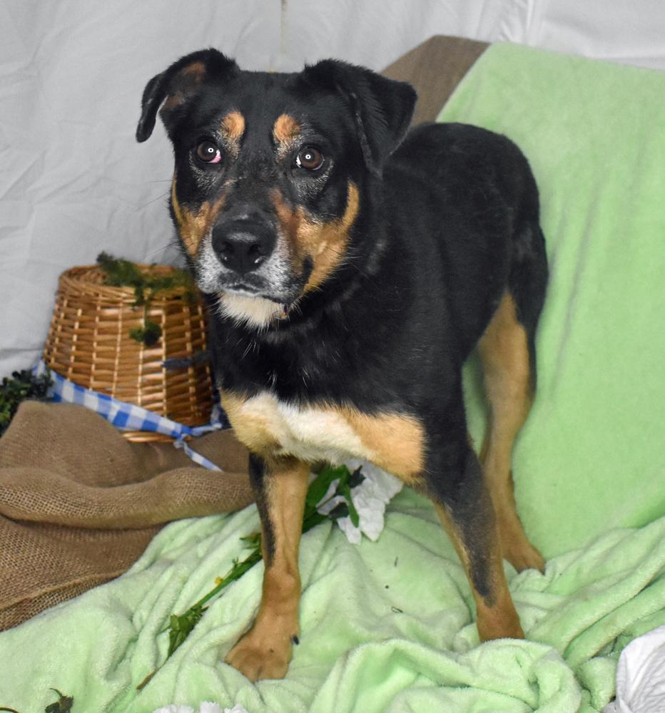 Puddin, a Adoptable mixed breed in Monroe, LA image 1/2