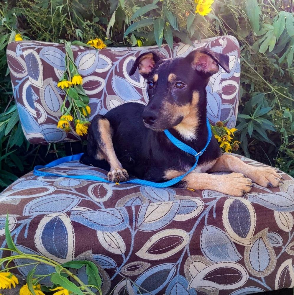 Puddin, a Adoptable mixed breed in Monroe, LA image 2/2