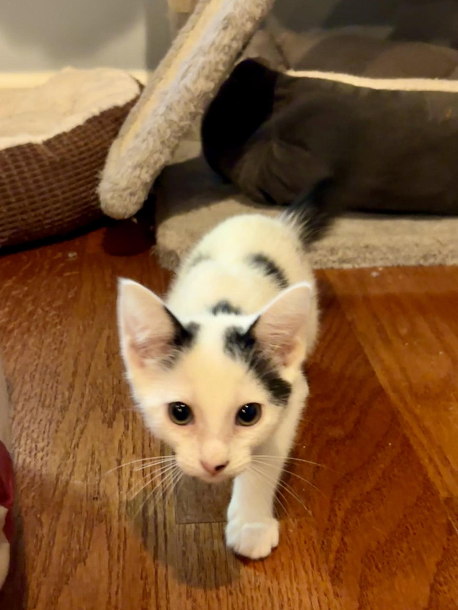Chilli, Adoptable, Kitten Female Domestic Short Hair.