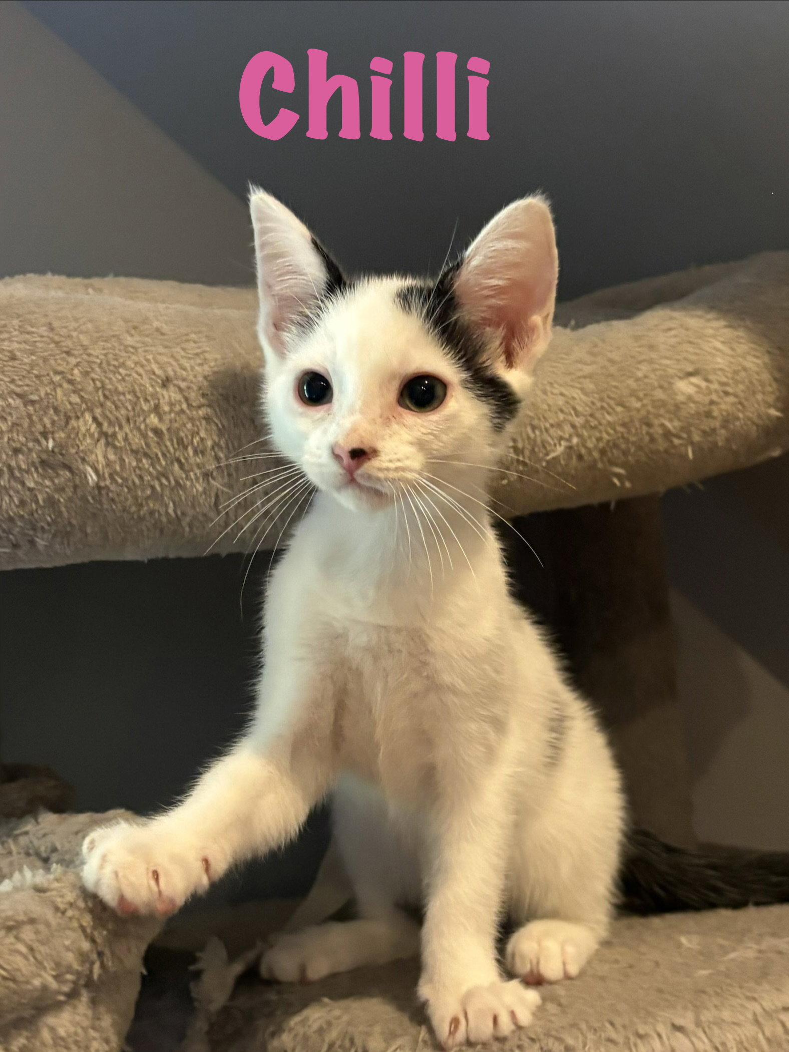 Enlarge Chilli, a Adoptable Domestic Short Hair in Roxboro, NC image 2/3