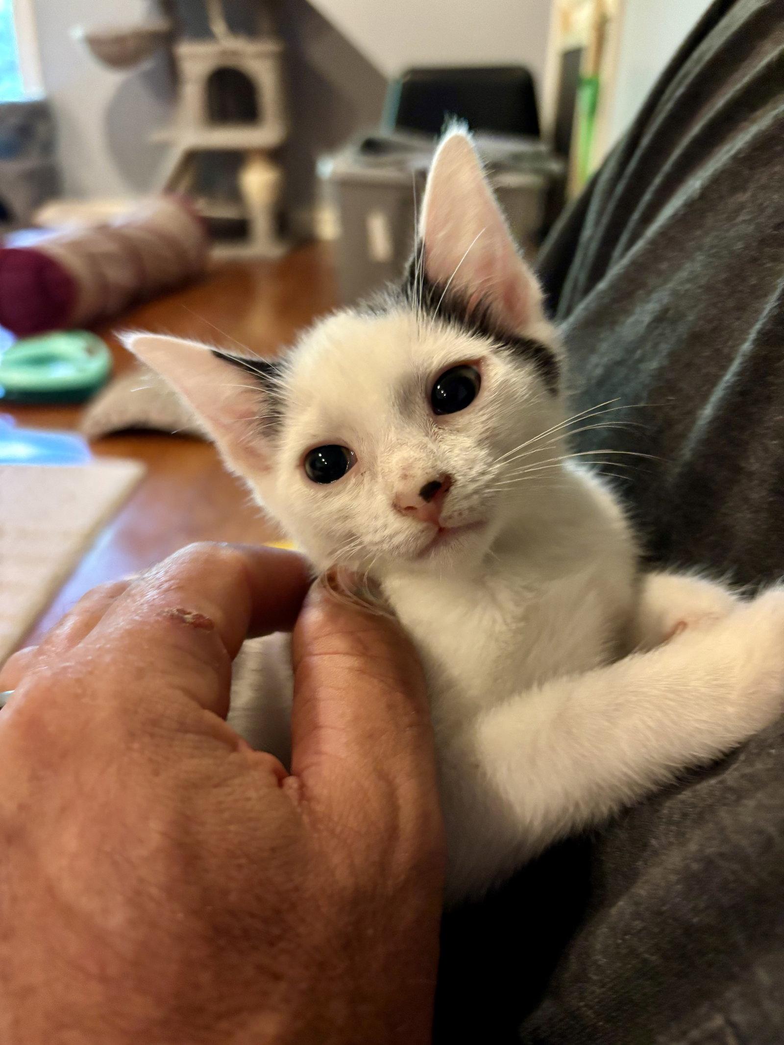 Enlarge Chilli, a Adoptable Domestic Short Hair in Roxboro, NC image 3/3