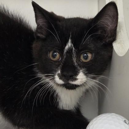 Goosey Loosey, Adoptable, Kitten Female Domestic Short Hair & Domestic Short Hair.