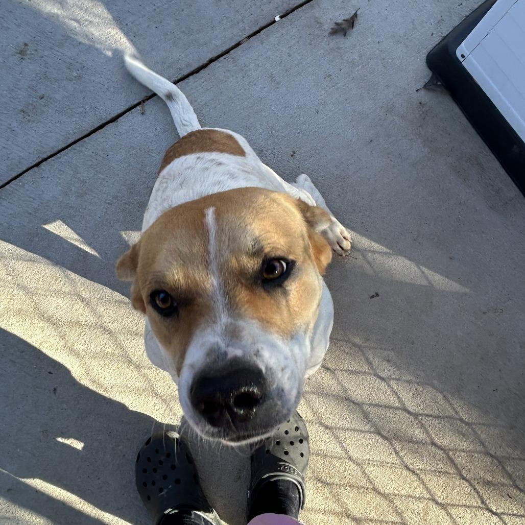 Waggle Nut 25-1770, Adoptable, Young Male Mixed Breed.