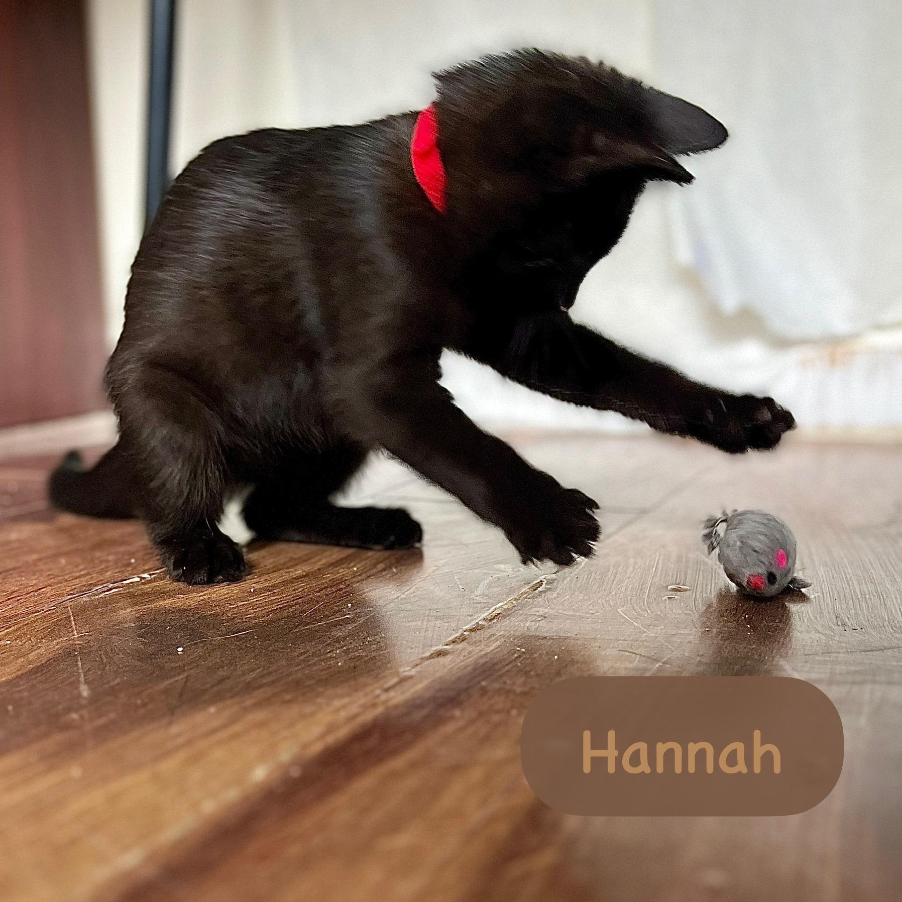 Hannah photo 1