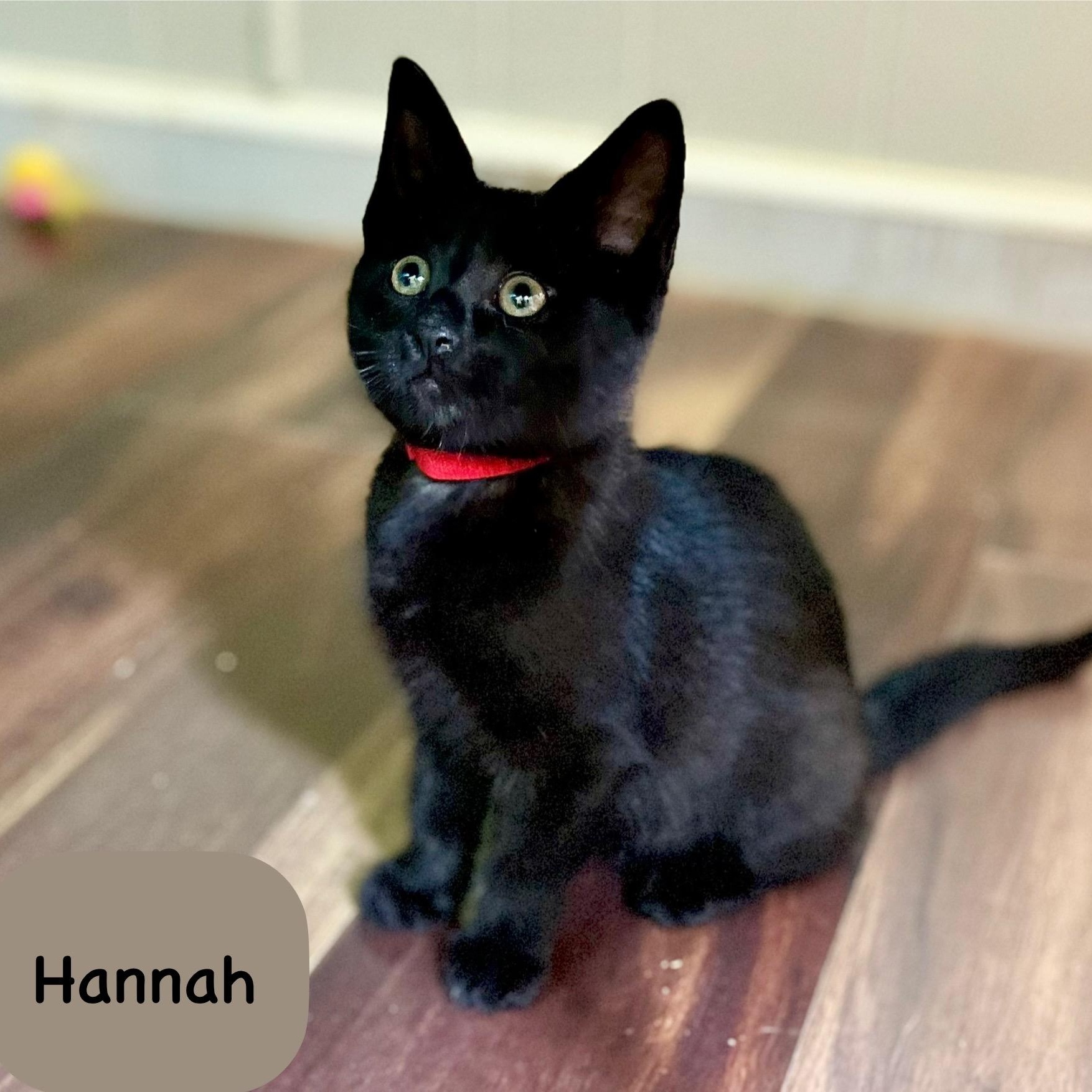 Hannah thumbnail 2