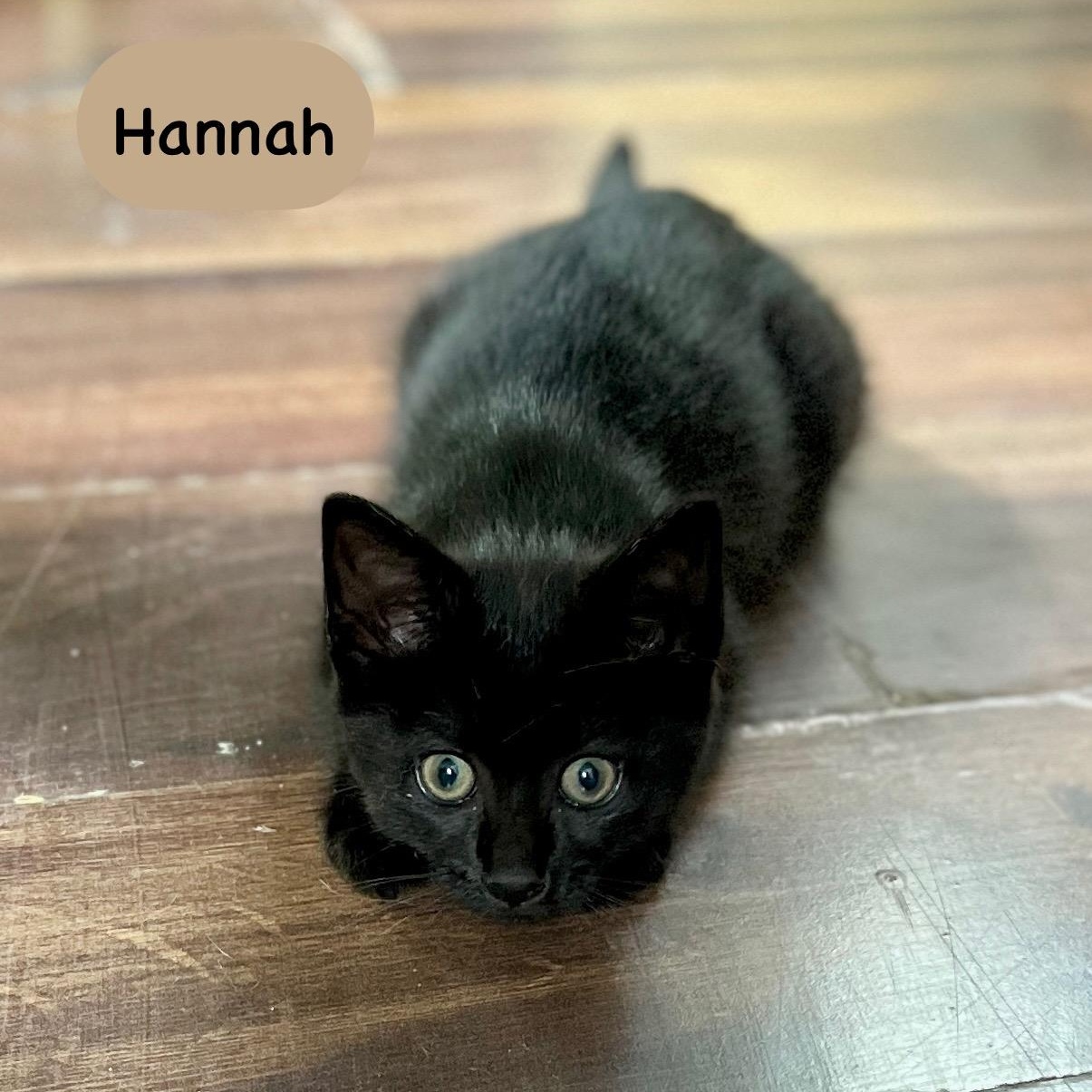 Hannah thumbnail 4