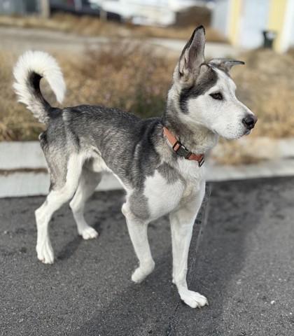 Enlarge Rip, an adoptable mixed breed in Hamilton, MT image 2/4