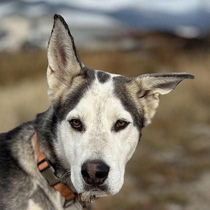 Enlarge Rip, an adoptable mixed breed in Hamilton, MT image 1/4