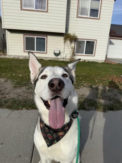 Enlarge Rip, an adoptable mixed breed in Hamilton, MT image 1/6