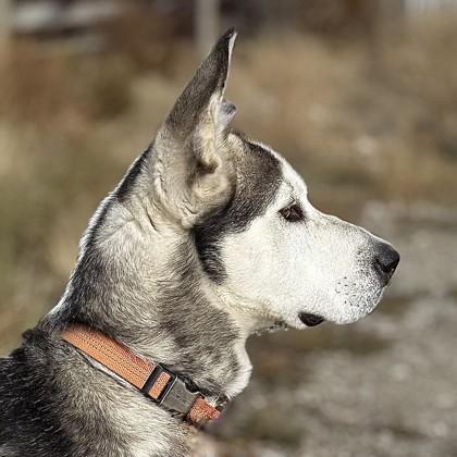 Enlarge Rip, an adoptable mixed breed in Hamilton, MT image 4/4