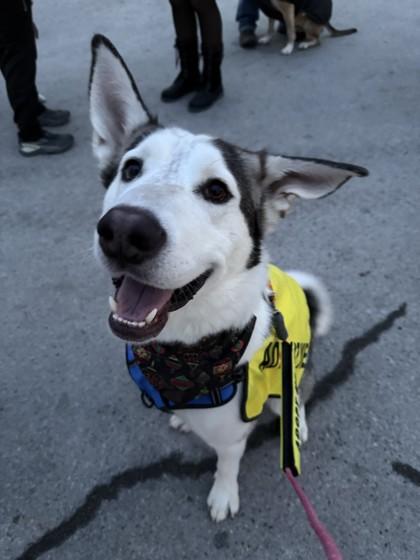 Enlarge Rip, an adoptable mixed breed in Hamilton, MT image 2/6