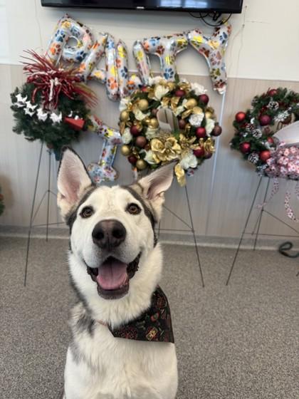 Enlarge Rip, an adoptable mixed breed in Hamilton, MT image 6/6