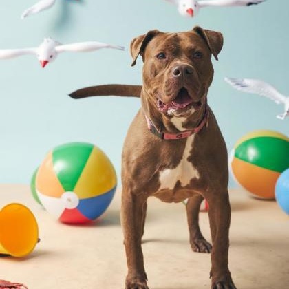 Spade, a Adoptable Pit Bull Terrier in Philadelphia, PA image 1/6