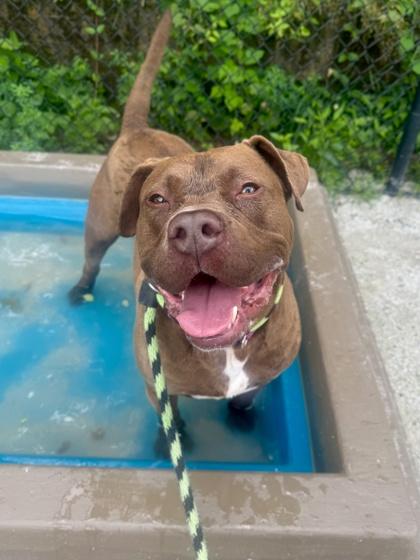 Spade, a Adoptable Pit Bull Terrier in Philadelphia, PA image 6/6