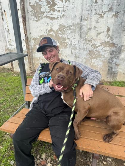 Spade, a Adoptable Pit Bull Terrier in Philadelphia, PA image 3/6