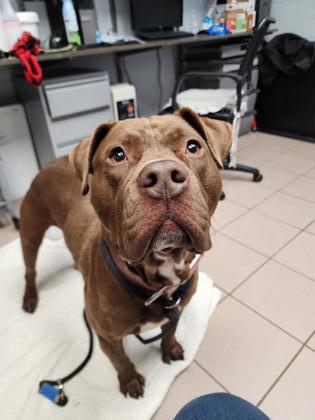 Spade, a Adoptable Pit Bull Terrier in Philadelphia, PA image 4/6