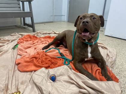 Spade, a Adoptable Pit Bull Terrier in Philadelphia, PA image 5/6