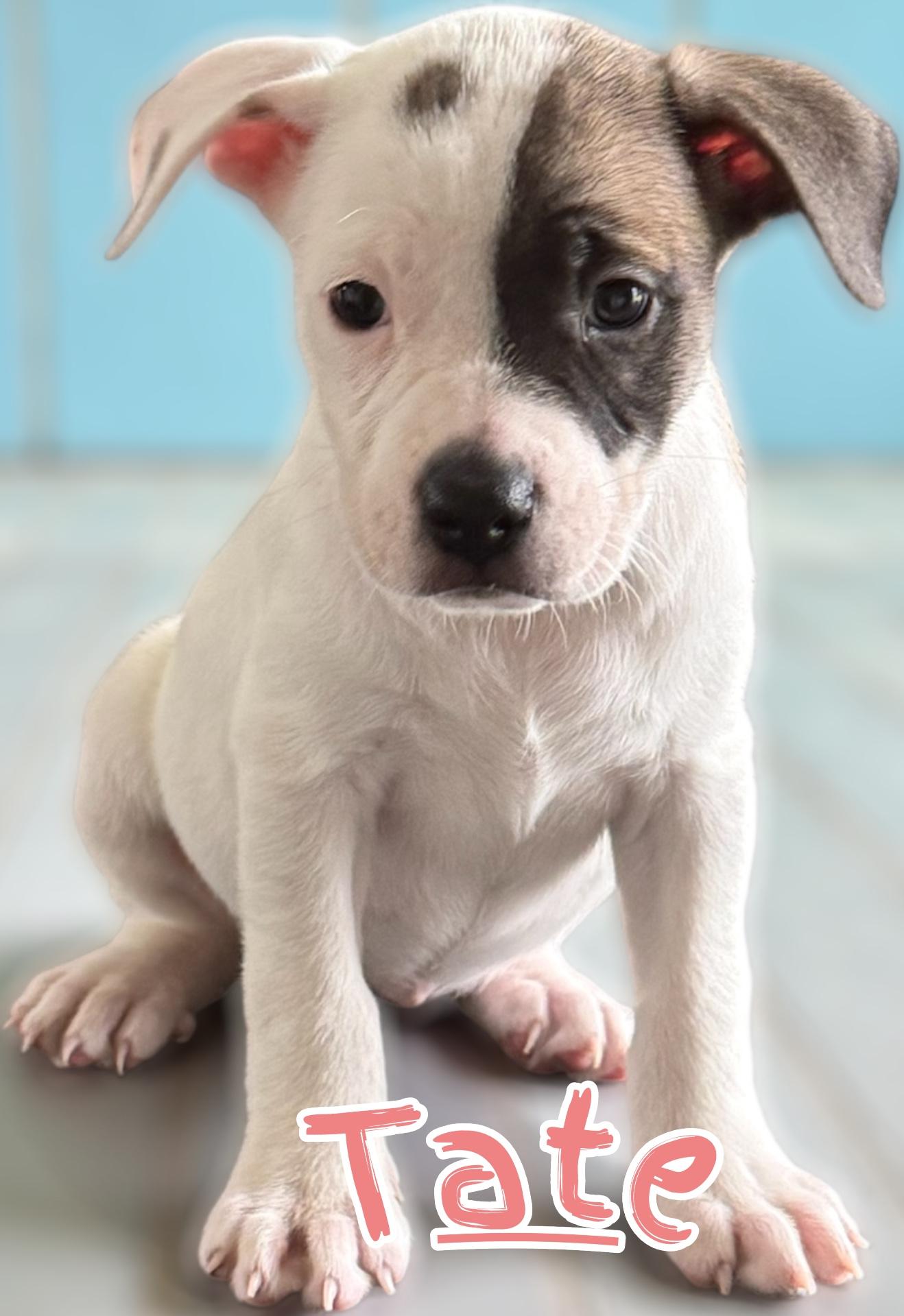 Enlarge Tate, a Adoptable mixed breed in Aquilla, TX image 1/1