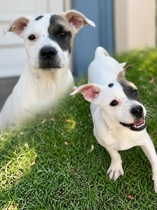 Tate, Adoptable, Young Female Bulldog & American Staffordshire Terrier.