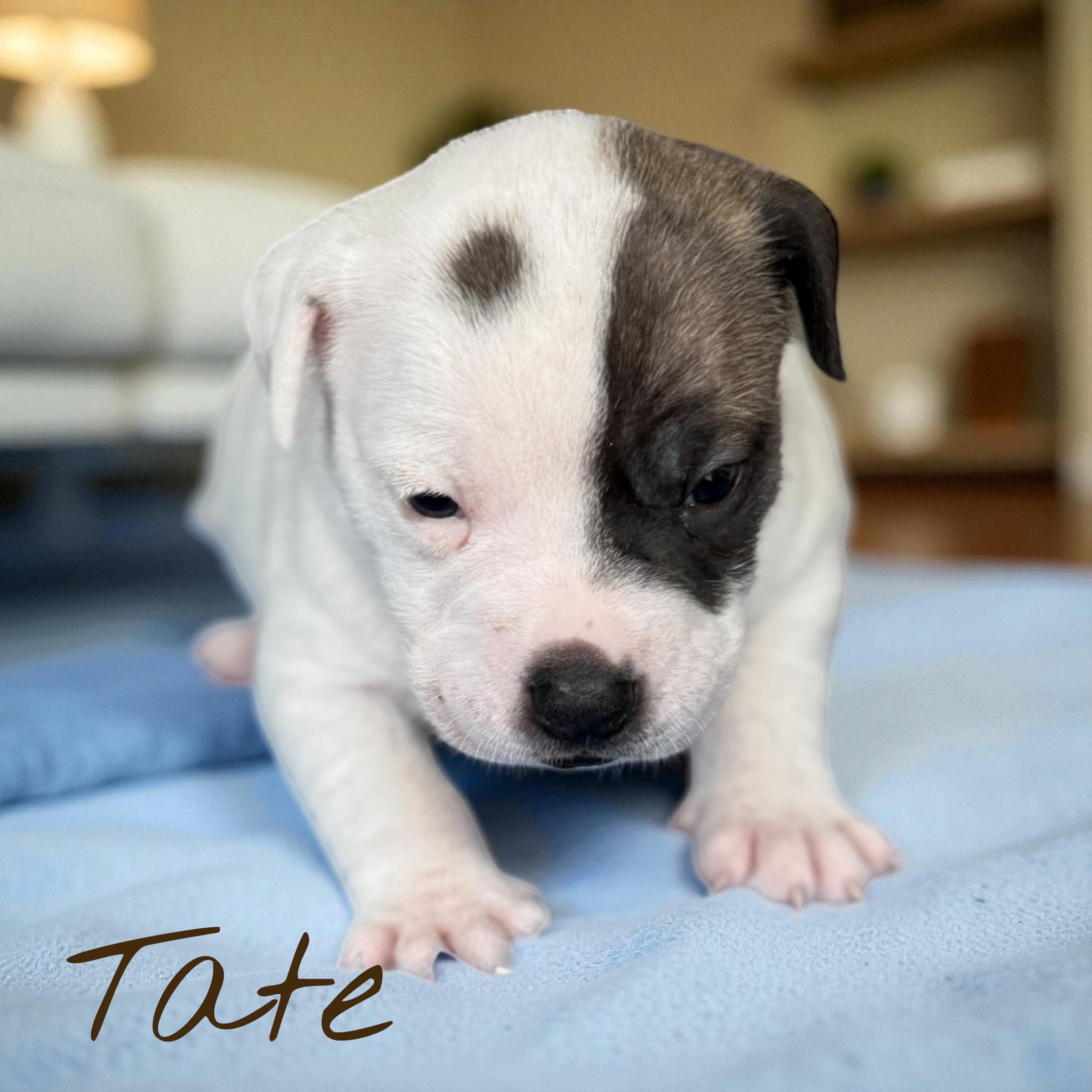 Enlarge Tate, a Adoptable mixed breed in Aquilla, TX image 1/1