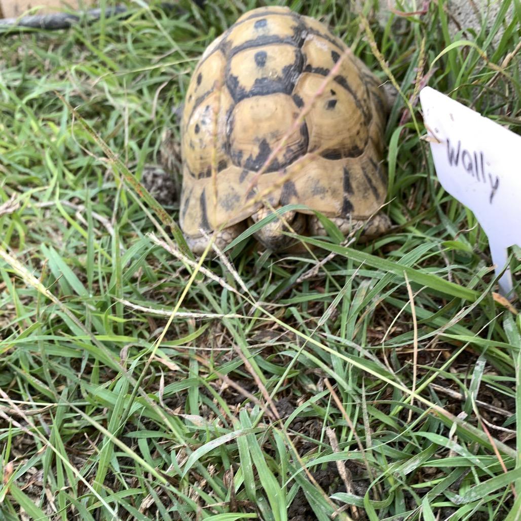 Wally, Adoptable, Senior Male Tortoise.