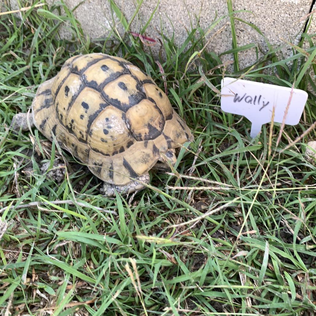 Enlarge Wally, a Adoptable Tortoise in San Marcos, TX image 2/3