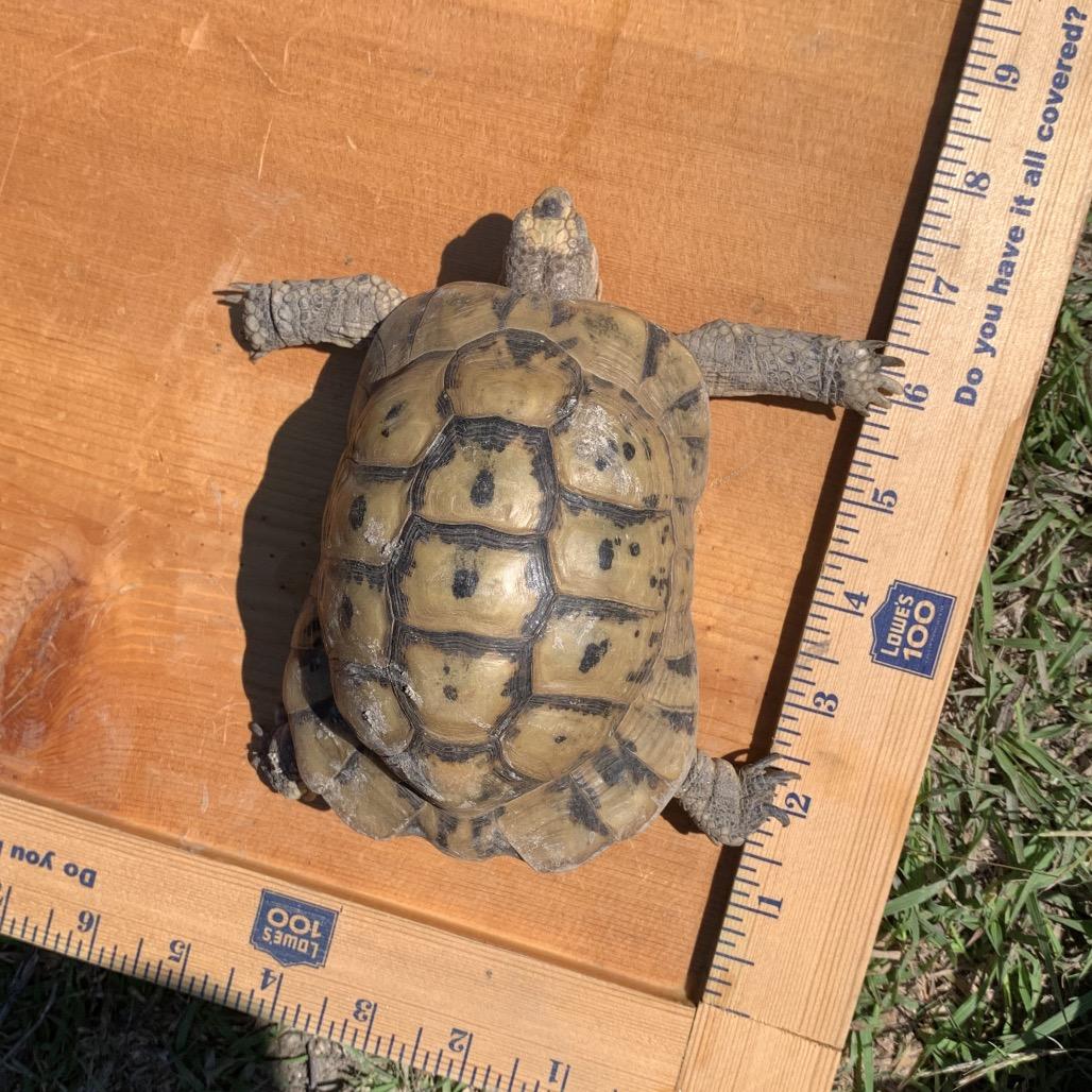Enlarge Wally, a Adoptable Tortoise in San Marcos, TX image 3/3