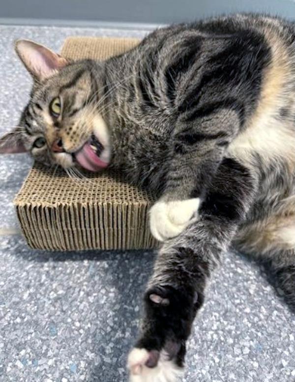 Enlarge MR. HAM BONE, a ADOPTABLE Domestic Short Hair in Madison, WI image 3/5