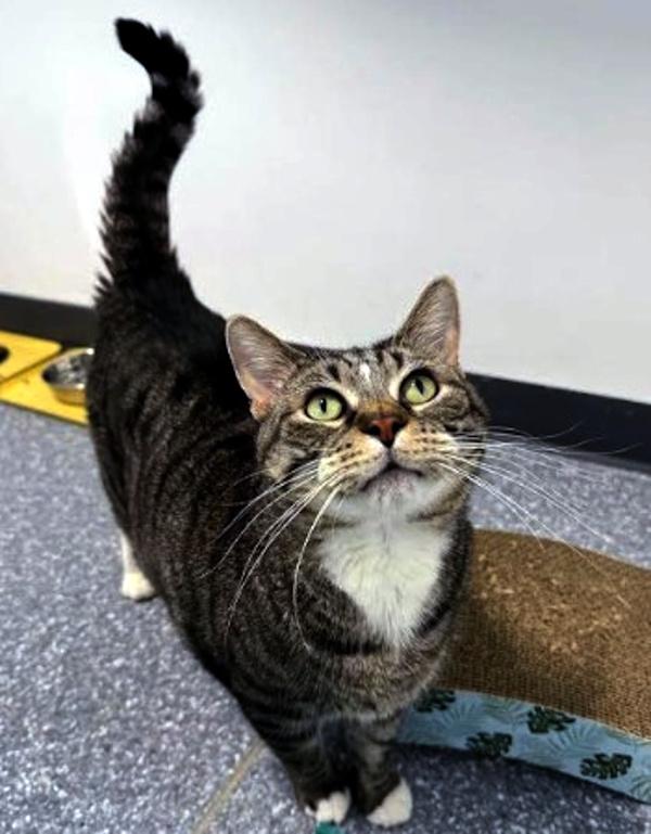 Enlarge MR. HAM BONE, a ADOPTABLE Domestic Short Hair in Madison, WI image 5/5