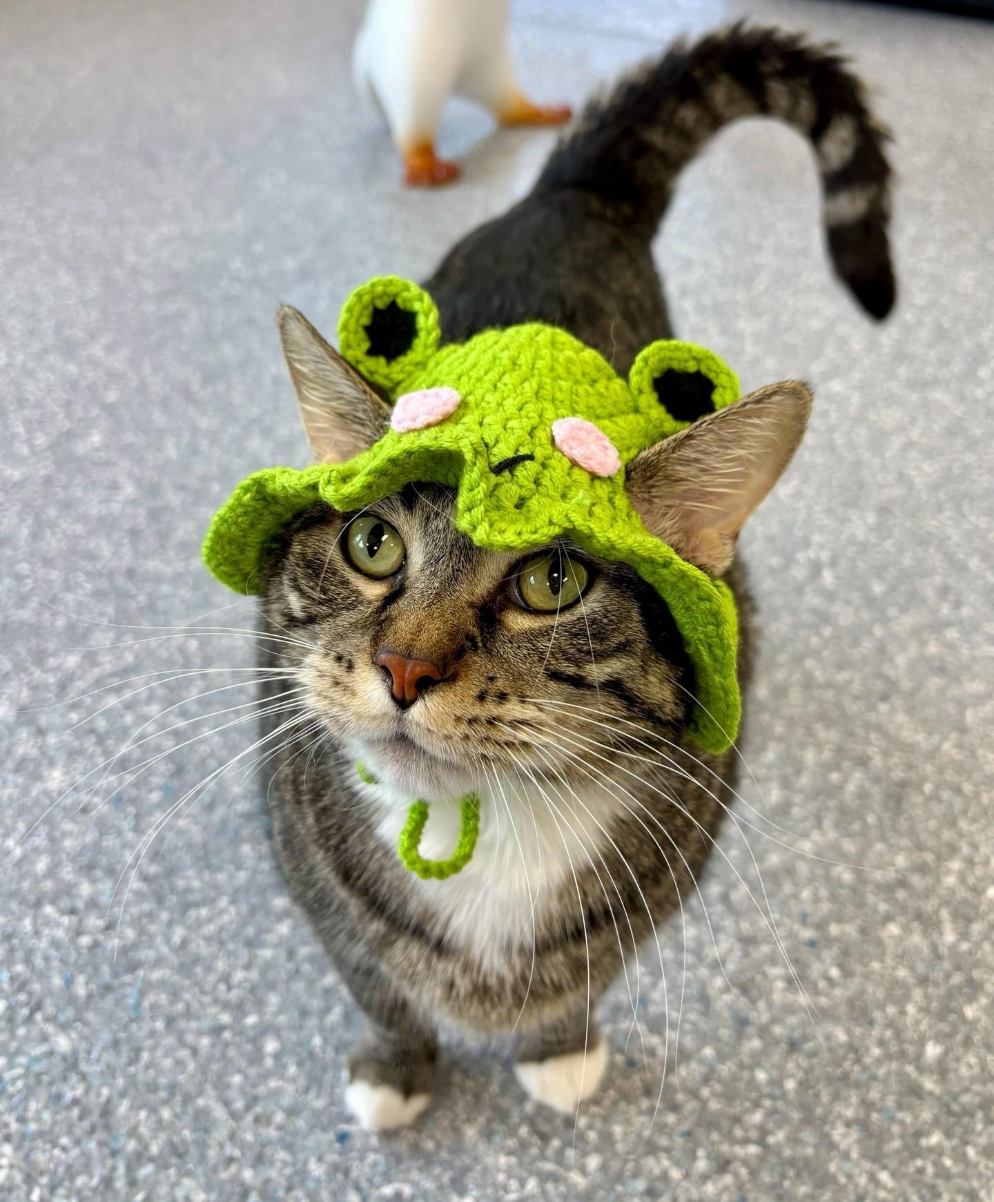 Enlarge MR. HAM BONE, a ADOPTABLE Domestic Short Hair in Madison, WI image 1/6
