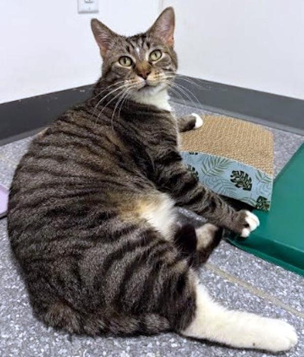 Enlarge MR. HAM BONE, a ADOPTABLE Domestic Short Hair in Madison, WI image 2/5